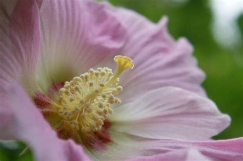 紫花芙蓉|芙蓉（锦葵科木槿属植物）